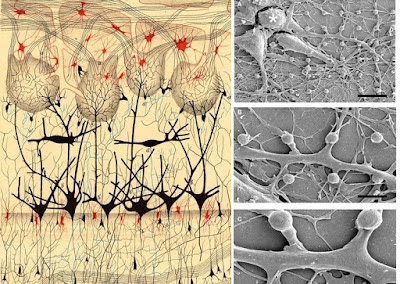 Φωτογραφίες ή ζωγραφιές;