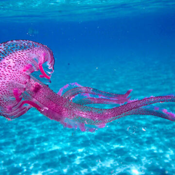 Pelagia noctiluca: Μέδουσα η νυκτιφαής