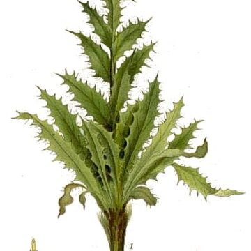 Τα άνθη της Carlina vulgaris