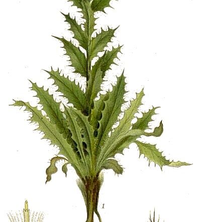 Τα άνθη της Carlina vulgaris
