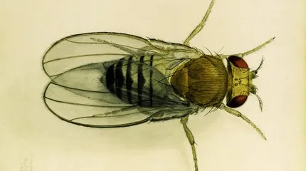 Drosophilawall Ημέρα της γυναίκας