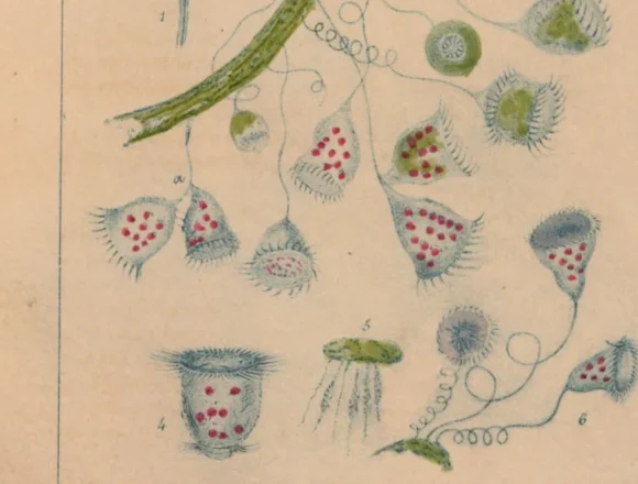 mantellbook Ο αόρατος κόσμος