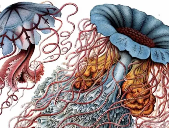 Βιολογία και Τέχνη (1)